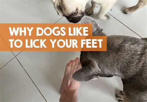 teen feet lick|Six people tell us why they like to lick, suck and play with feet